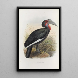 Daniel Giraud Elliot - Bucorvus cafer.webp