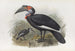 Bucorvus pyrrhops - Daniel Giraud Elliot — weergave van het kunstwerk