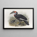 Bucorvus pyrrhops - Daniel Giraud Elliot — ingelijst kunstwerk aan de muur