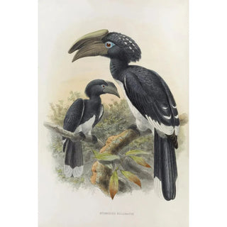 Daniel Giraud Elliot - Bycanistes buccinator.webp