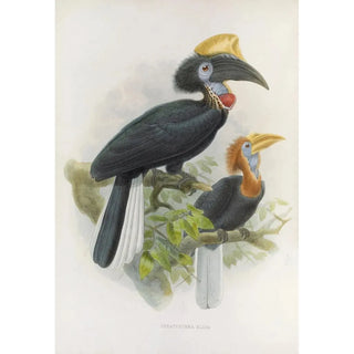 Daniel Giraud Elliot - Ceratogymna elata.webp