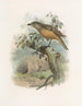 Chlamydodera cerviniventris - Daniel Giraud Elliot — artwork view