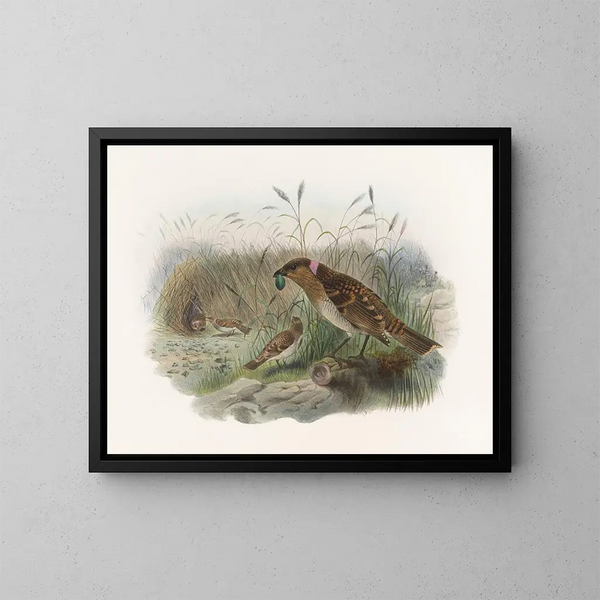 Chlamydodera maculata - Daniel Giraud Elliot — ingelijst kunstwerk aan de muur