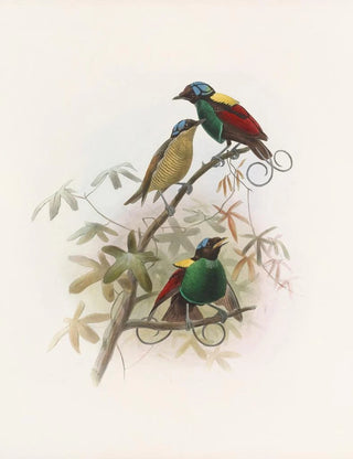 Daniel Giraud Elliot - Diphyllodes respublica.webp