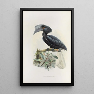 Daniel Giraud Elliot - Limonophalus montani.webp