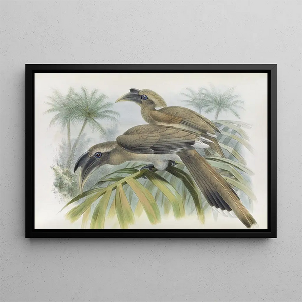 Daniel Giraud Elliot - Lophoceros birostris.webp