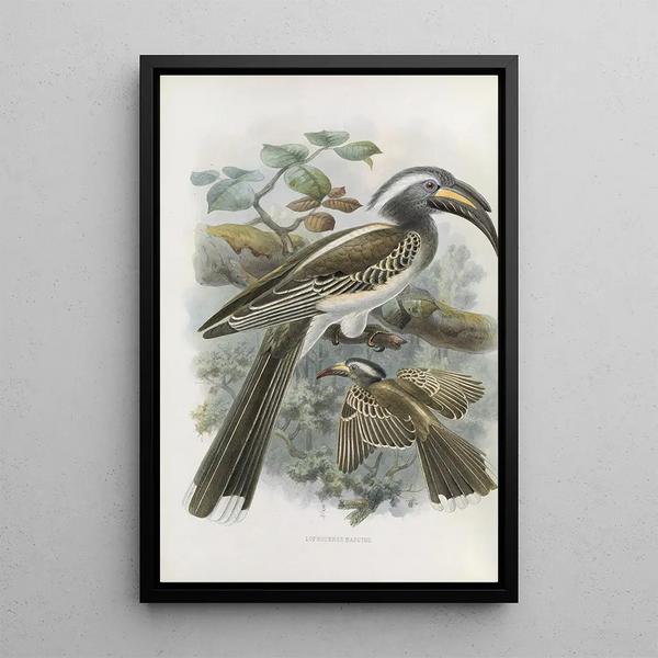 Reproductie van het schilderij Lophoceros nasutus - Daniel Giraud Elliot