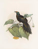Paradigalla carunculata - Daniel Giraud Elliot — weergave van het kunstwerk