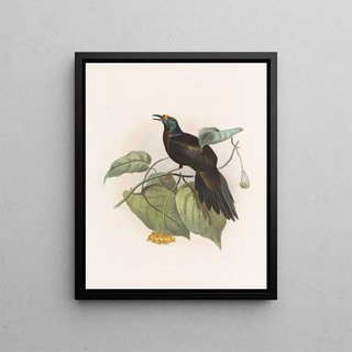 Daniel Giraud Elliot - Paradigalla carunculata.webp