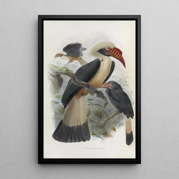 Reproductie van het schilderij Penelopides panini - Daniel Giraud Elliot