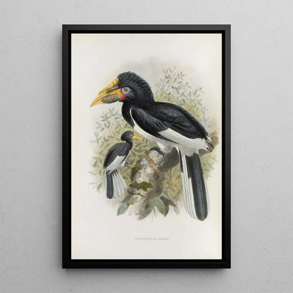 Reproductie van het schilderij Pholidophalus sharpii - Daniel Giraud Elliot