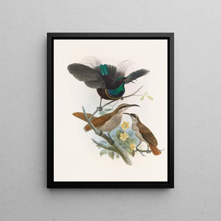 Daniel Giraud Elliot - Ptiloris Alberti.webp