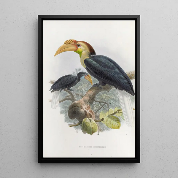 Reproductie van het schilderij Rhytidoceros subruficollis - Daniel Giraud Elliot