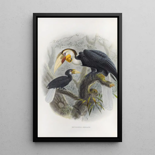 Reproductie van het schilderij Rhytidoceros undulatus - Daniel Giraud Elliot | Schilderij
