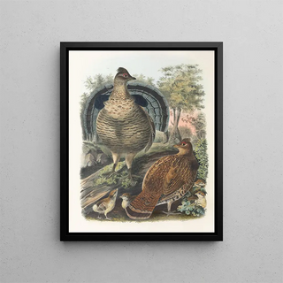 Daniel Giraud Elliot - Ruffed Grouse.webp