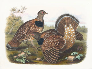 Daniel Giraud Elliot - Sabines Grouse.webp