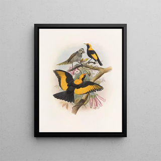 Daniel Giraud Elliot - Sericulus melinus.webp