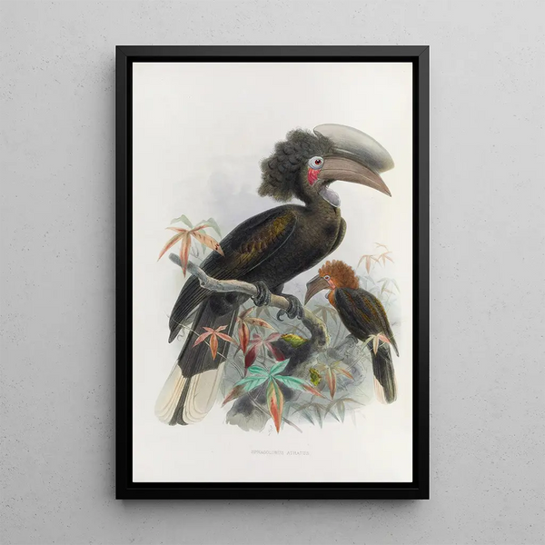 Reproductie van het schilderij Sphagolobus atratus - Daniel Giraud Elliot