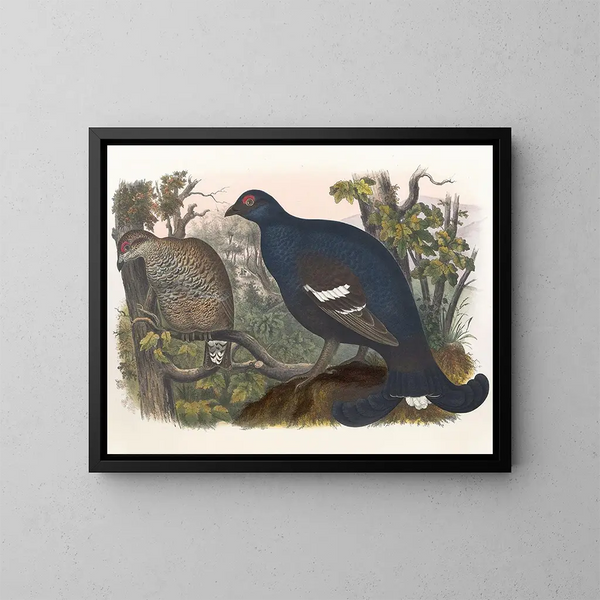 Le Tétras lyre - Daniel Giraud Elliot — ingelijst kunstwerk aan de muur