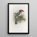 Tockus camurus - Daniel Giraud Elliot — framed artwork on a wall