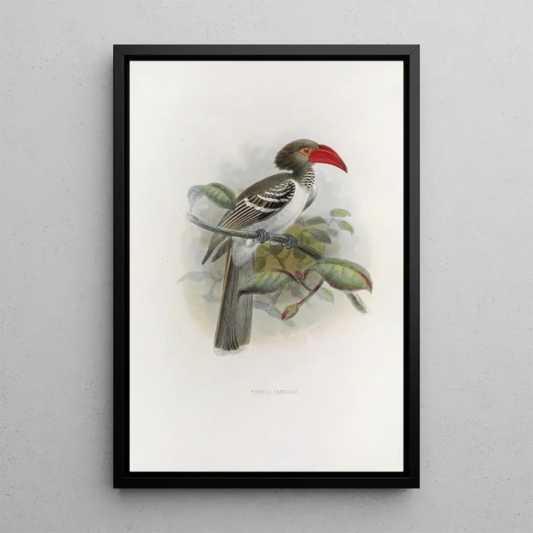 Tockus camurus - Daniel Giraud Elliot — ingelijst kunstwerk aan de muur