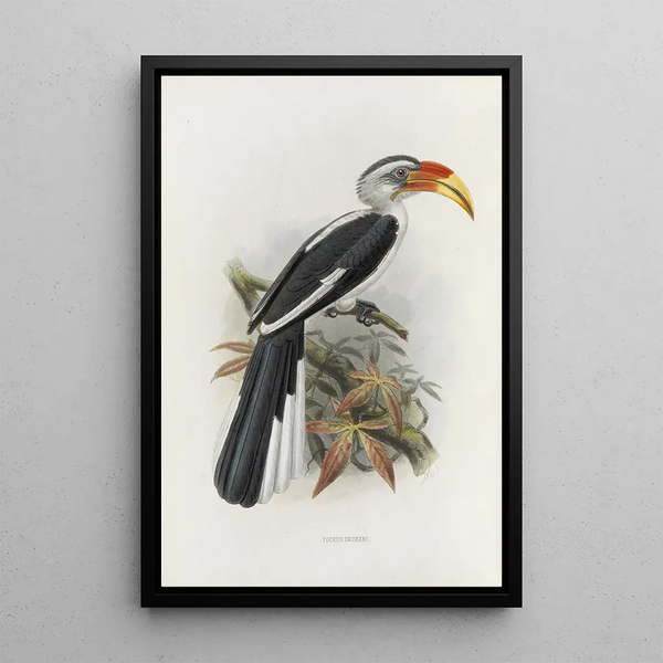 Tockus deckeni - Daniel Giraud Elliot — ingelijst kunstwerk aan de muur