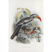 Tockus erythrorhynchus - Daniel Giraud Elliot — weergave van het kunstwerk