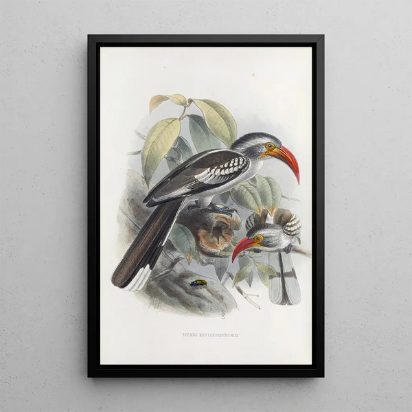Tockus erythrorhynchus - Daniel Giraud Elliot — ingelijst kunstwerk aan de muur