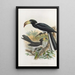 Reproductie van het schilderij Tockus fasciatus Tockus semifasciatus - Daniel Giraud Elliot