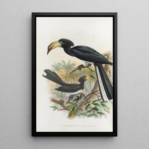 Reproductie van het schilderij Tockus fasciatus Tockus semifasciatus - Daniel Giraud Elliot