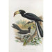 Reproductie van het schilderij Tockus fasciatus Tockus semifasciatus - Daniel Giraud Elliot