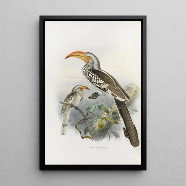 Reproductie van het schilderij Tockus flavirostris - Daniel Giraud Elliot