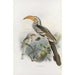 Reproductie van het schilderij Tockus flavirostris - Daniel Giraud Elliot