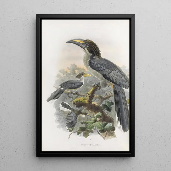 Tockus gingalensis - Daniel Giraud Elliot — ingelijst kunstwerk aan de muur