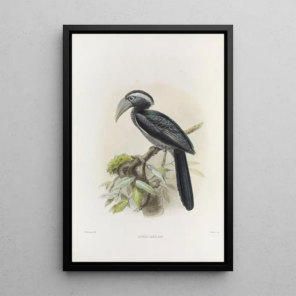 Tockus hartlaubi - Daniel Giraud Elliot — ingelijst kunstwerk aan de muur