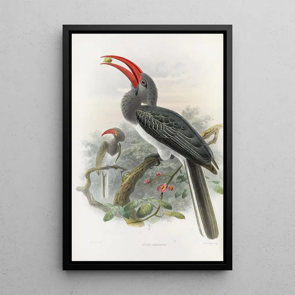 Reproductie van het schilderij Tockus hemprichii - Daniel Giraud Elliot