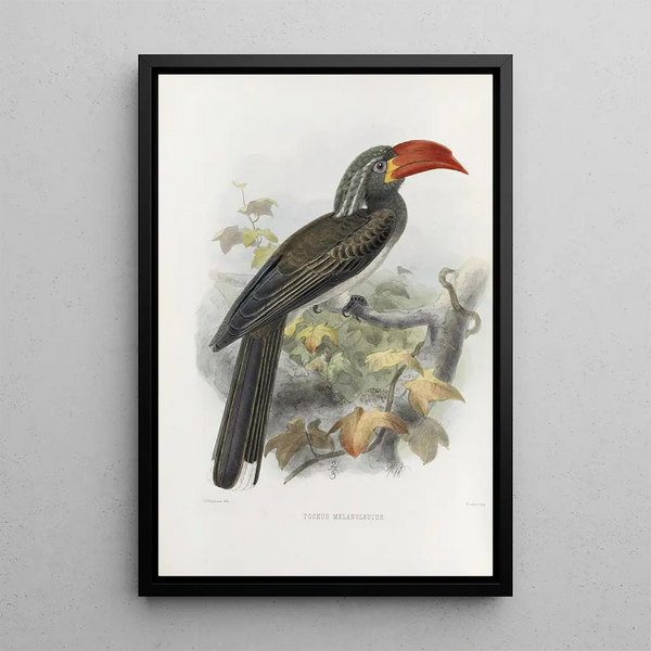 Reproductie van het schilderij Tockus melanoleucus - Daniel Giraud Elliot
