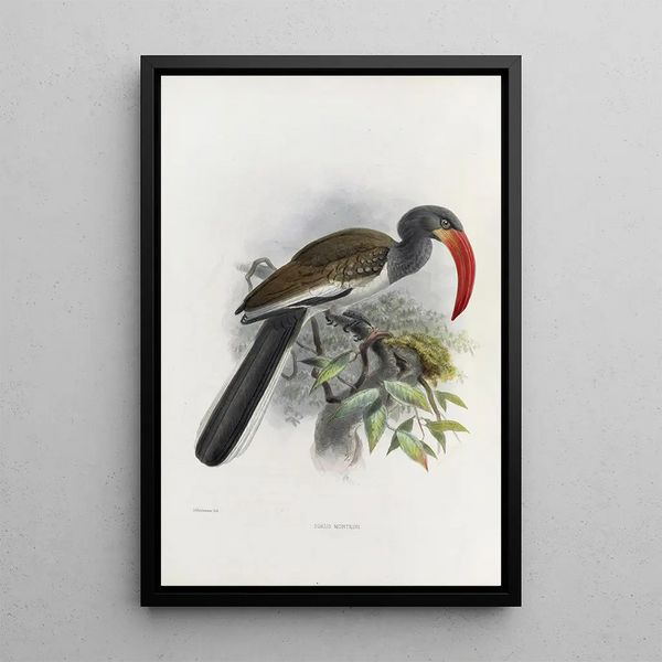 Reproductie van het schilderij Tockus monteiri - Daniel Giraud Elliot