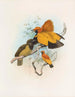 Xanthomelus aureus - Daniel Giraud Elliot — weergave van het kunstwerk