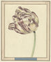Tulip named Bisar Staaten Generaal - Daniel Marot the Younger — artwork view
