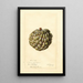 Reproductie van het schilderij Annona squamosa Sweet Sop - Deborah Griscom Passmore