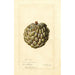Reproductie van het schilderij Annona squamosa Sweet Sop - Deborah Griscom Passmore