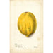 Reproductie van het schilderij Carica papaya - Deborah Griscom Passmore