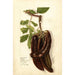 Reproductie van het schilderij Ceratonia siliqua L - Deborah Griscom Passmore