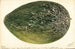 Citrullus lanatus Turkestan - Deborah Griscom Passmore — weergave van het kunstwerk