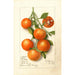 Citrus Calamondian - Deborah Griscom Passmore — weergave van het kunstwerk