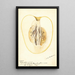 Reproductie van het schilderij Citrus medica Citron de commerce - Deborah Griscom Passmore
