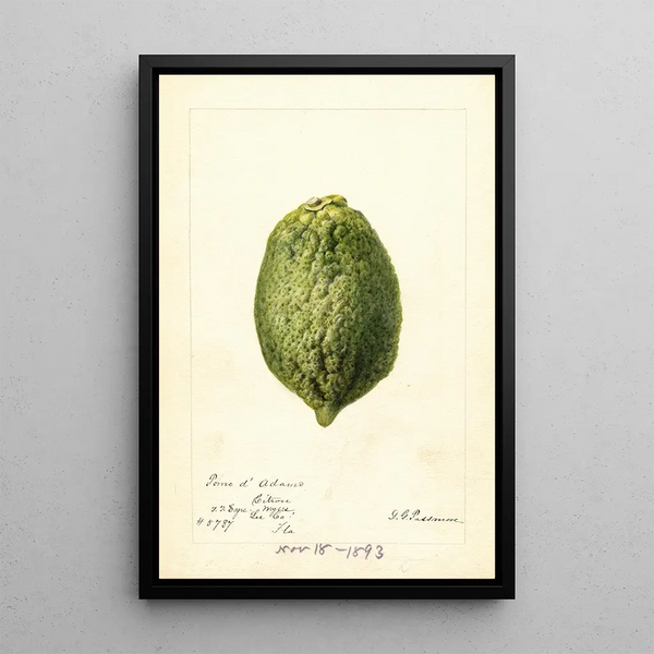Deborah Griscom Passmore - Citrus medica Pomo dAdams.webp