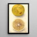 Citrus paradisi Ellen - Deborah Griscom Passmore — ingelijst kunstwerk aan de muur