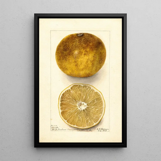 Deborah Griscom Passmore - Citrus paradisi Scrubs.webp